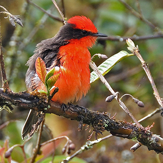 Galapagos - Isabela - Vermilion flycatcher